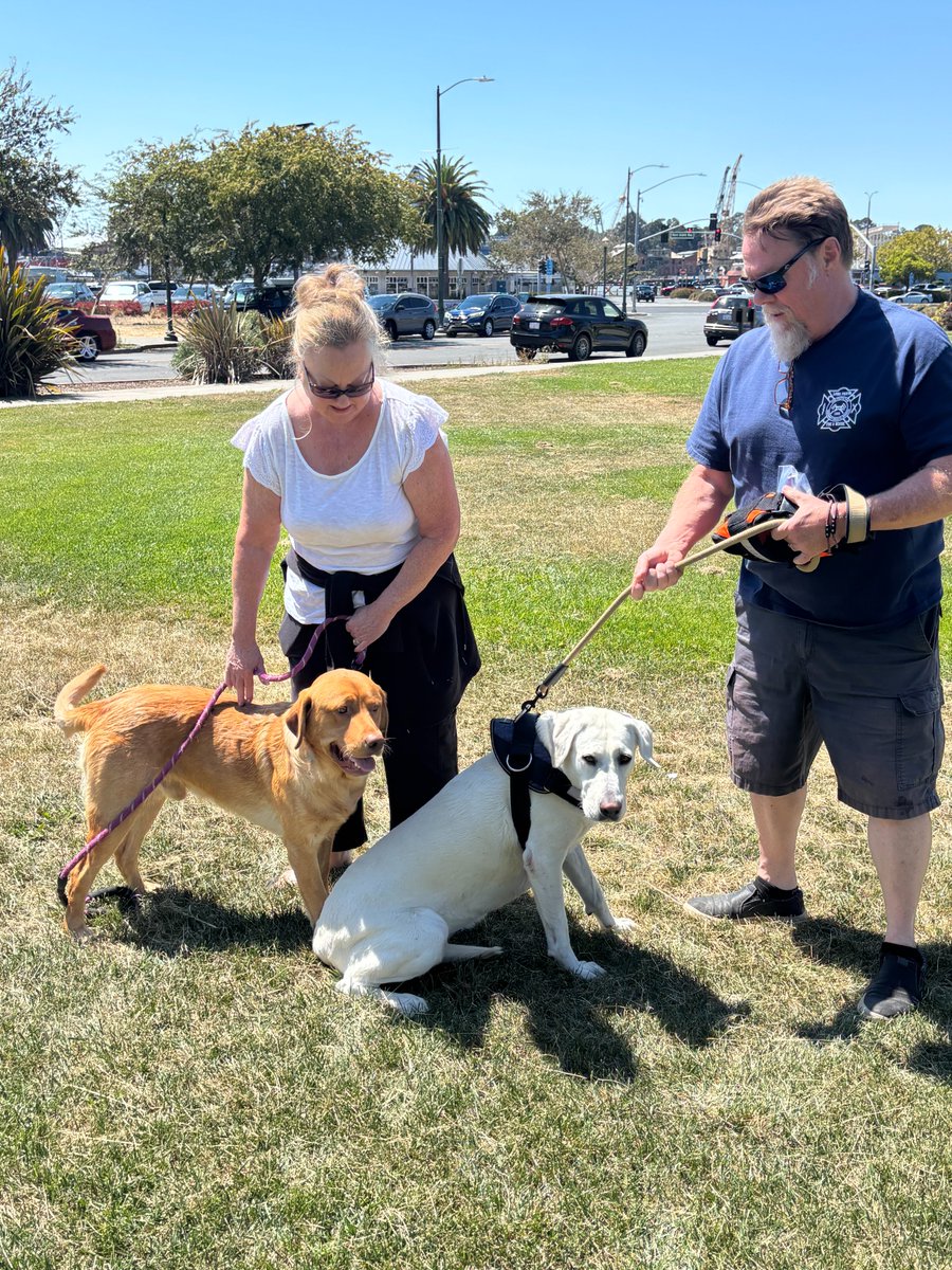 GG_Lab_Rescue's tweet image. Canelo was adopted on August 24 by the Morrill&apos;s of Los Gatos. Surrendered after his family lost their housing.He was a backyard dog,now enjoying the comforts of sleeping inside, regular exercise, swims &amp;amp; surrounded by lots of love and attention from his humans and canine sister.
