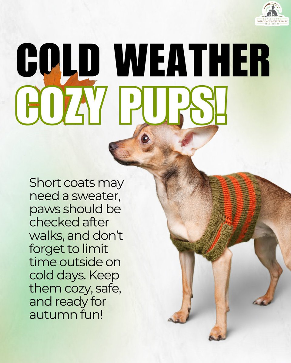 BEVS_VT's tweet image. As the temps drop, keep your dog safe and snug this fall! 🧣🐶 Short-haired pups may need sweaters, paws need protection from chilly ground, and always keep outdoor time in check.

#ColdWeatherPets #CozyPup #FallPetCare #HealthyDogs #PetWellness #NationalPetWellnessMonth