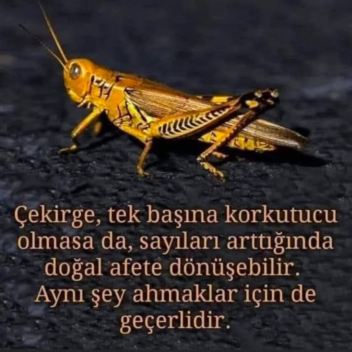 🦗🫷😎🫸🦗