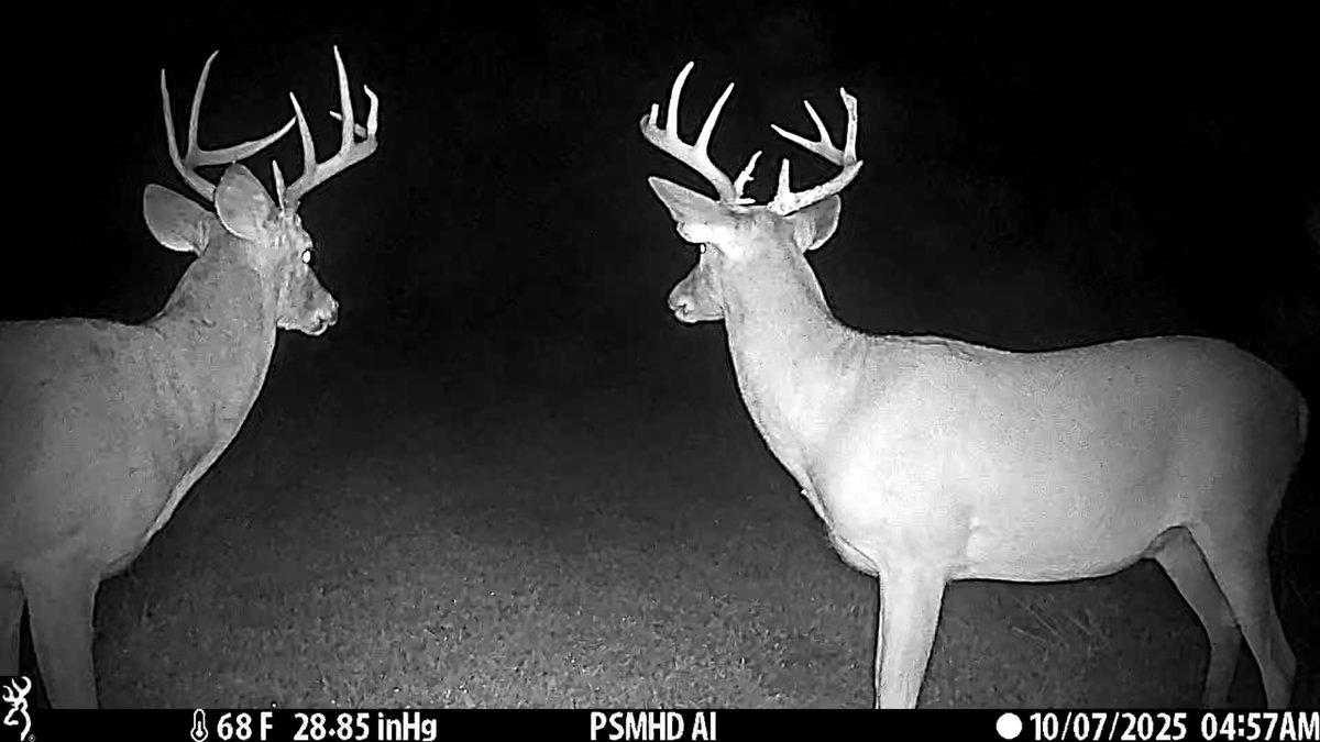 Left or right?

Captured on a <a href="/BrowningCams/">BrowningTrailCameras</a> Defender Pro Scout Max HD AI cellular camera

#WhitetailWednesday #BrowningCameras #AlwaysThere #youvegottoseethis #deer #cellcam #HuntressView