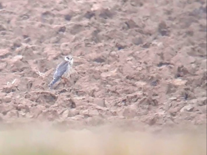 JeremyGaskell's tweet image. The 1cy 'Orange-legged Hobby' on agricultural land across the R. Bure from Bure Park, Great Yarmouth at 1730hrs  -  about 20 mins before the main gates were locked. With reduced wind speed the falcon roamed more widely during the afternoon, and was occasionally mobbed by kestrel.