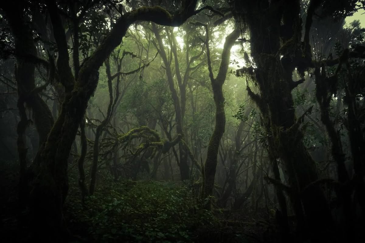 kissofthevalley's tweet image. ๋࣭ ˖ 𐔌  cr: the butcher of the forest 🌳࿐ . ۫