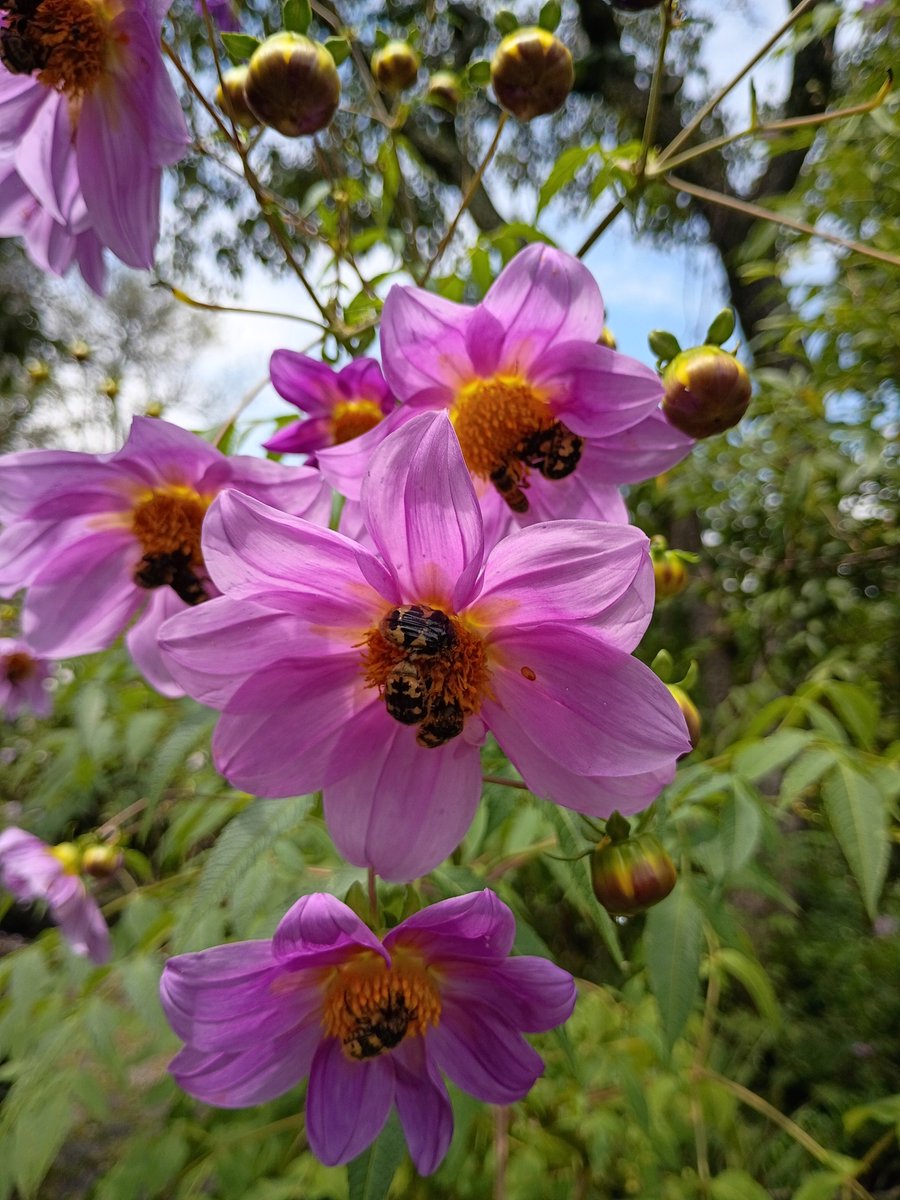JunglaUrbana CDMX (@jungla_cdmx) on Twitter photo Siempre digo: Ninguna flor atrae más vida que las dalias silvestres. Por si lo duden: Foto del <a href="/JBUNAM/">JardínBotánicoIBUNAM</a>. 🤯 Siempre digo: Ninguna flor atrae más vida que las dalias silvestres. Por si lo duden: Foto del <a href="/JBUNAM/">JardínBotánicoIBUNAM</a>. 🤯