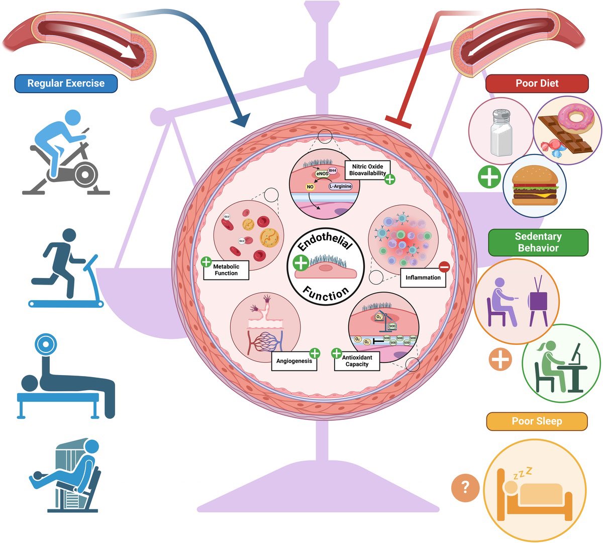 Exercise as Vascular Medicine: Can Exercise Combat Negative Health Behaviors From Causing Endothelial Dysfunction?
journals.lww.com/acsm-esm/fullt…