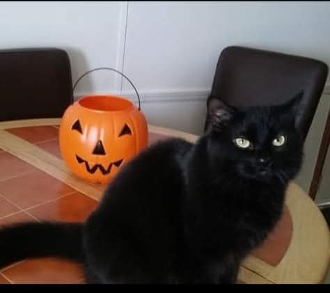 The fun of hanging a black cat during Halloween! 🧡