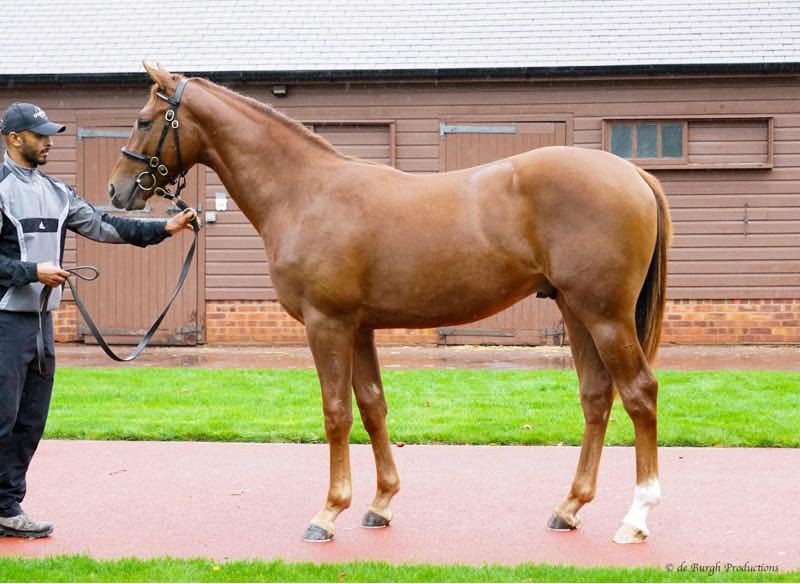 Elwick Stud tweet media