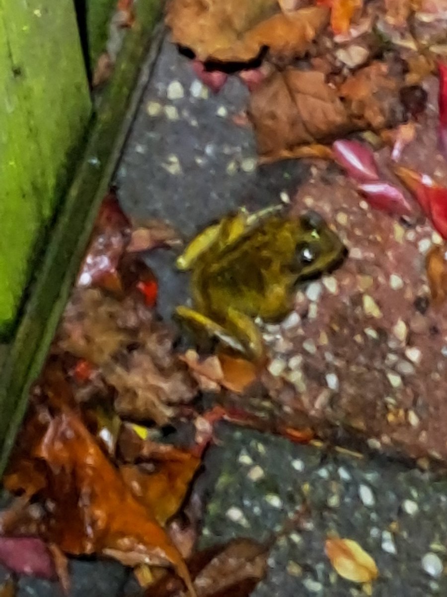 Is er iemand ( deskundige) die mij kan vertellen waarom ik al vanaf april een kikker in mijn tuintje heb. Geen vijver oid slechts een vogelbadje en verder straatwerk en 20tal grote planten in pot ....