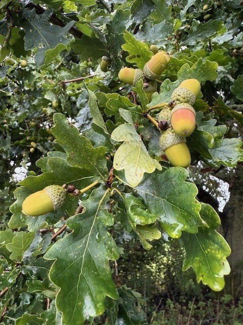 Cliffefarmvets's tweet photo. ⚠️ Acorn poisoning alert  ⚠️ 
We have unfortunately already seen a number cases this year. 
Signs: 
- black diarrhoea, loss of appetite,colic, dull, weakness, dehydration, rapid weight loss, sudden death
Please contact @cliffefarmvets if you are concerned about acorn poisoning. https://t.co/1FKDRvC1vM