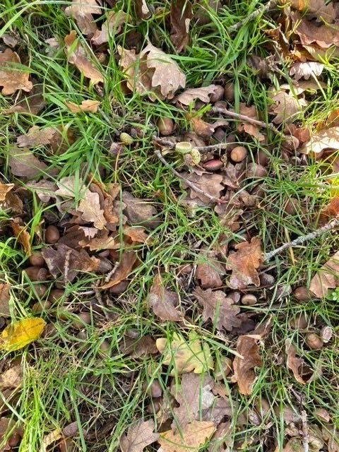 ⚠️ Acorn poisoning alert  ⚠️ 
We have unfortunately already seen a number cases this year. 
Signs: 
- black diarrhoea, loss of appetite,colic, dull, weakness, dehydration, rapid weight loss, sudden death
Please contact @cliffefarmvets if you are concerned about acorn poisoning.