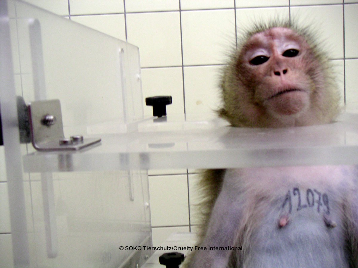 Action4Primates's tweet photo. It has been over 25 hours since #SmartLynx left #Mauritius with hundreds of #macaques on board. Now at Brussels Airport, monkeys still face a lengthy & traumatic ordeal with stops at @BostonLogan & @JFKairport before #Miami - @iflymia - to suffer certain death in testing labs. https://t.co/lbtOobBAJO