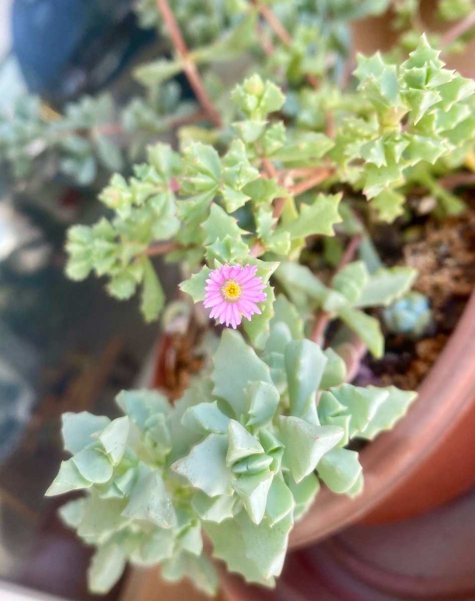 mariapmonto's tweet image. Adopto, pocas veces “robo” y compro plantas y una de mis adoptadas floreció! Una preciosidad, #springishere