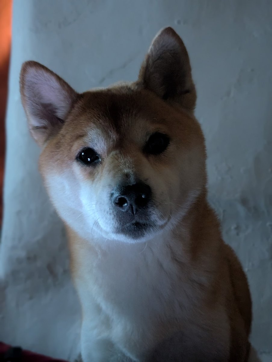 AllTheRayge's tweet photo. Yoshi saw the movie #GoodBoy is out. That dog may be good, but Yoshi is the Goodest™️ boy. 🐾 https://t.co/CfX9iuaQ27