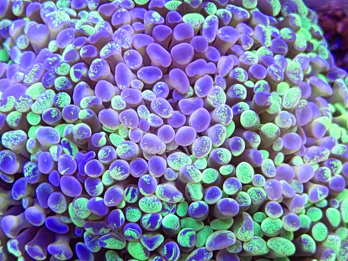 AlexWhedbee's tweet photo. @9to5mac Some aquarium macros https://t.co/5SitaoGe9m