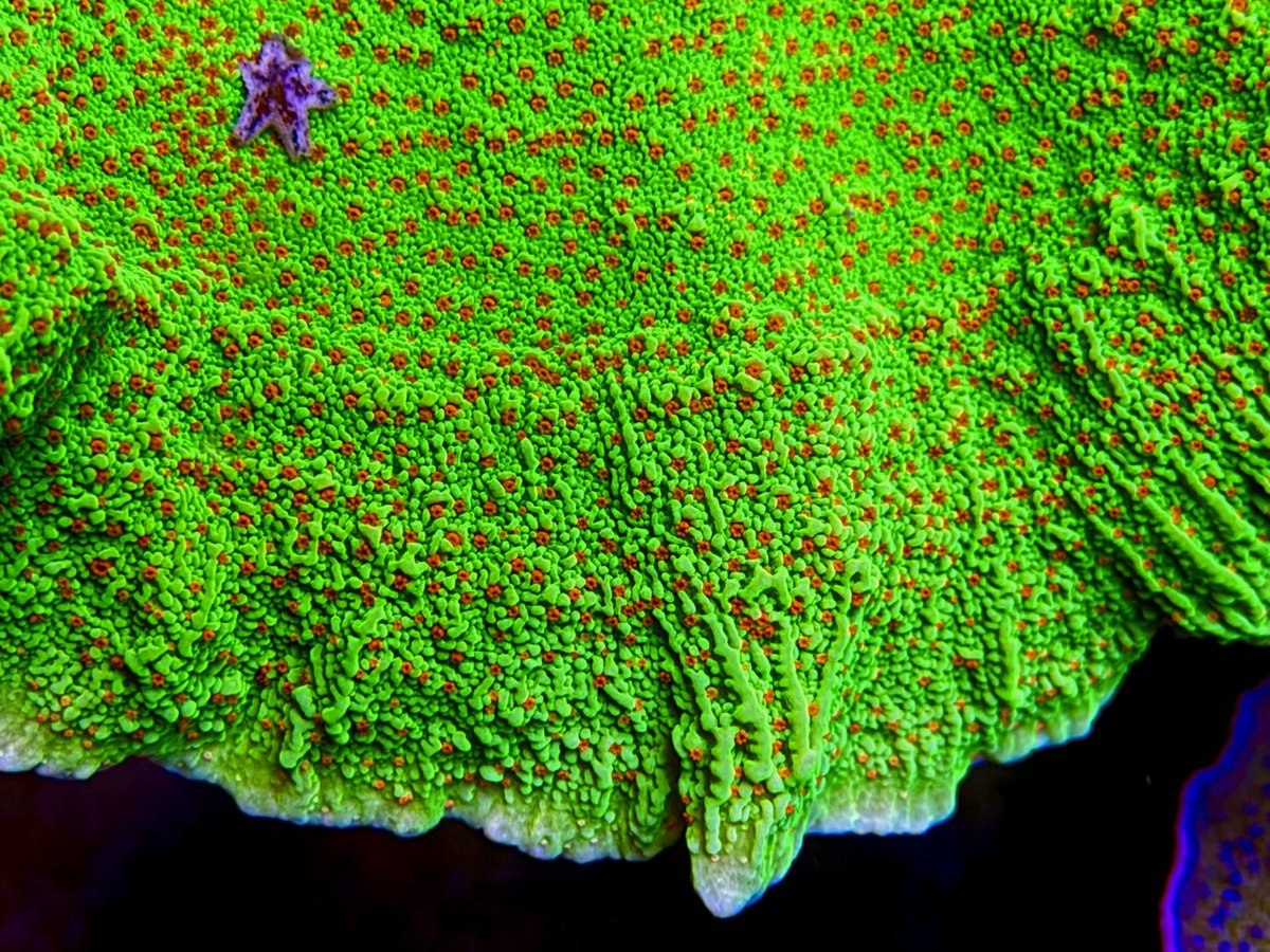 AlexWhedbee's tweet photo. @9to5mac Some aquarium macros https://t.co/5SitaoGe9m
