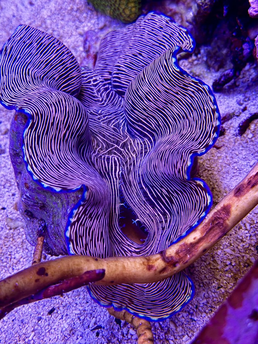 AlexWhedbee's tweet photo. @9to5mac Some aquarium macros https://t.co/5SitaoGe9m