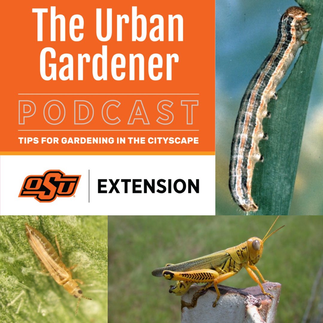 It's here! "Episode 53: What's Bugging You?" is live! 
Go check it out and learn some tips &amp; tricks to help those bugs bugger off.
#theurbangardenerpodcast

open.spotify.com/episode/1HPqOa…
