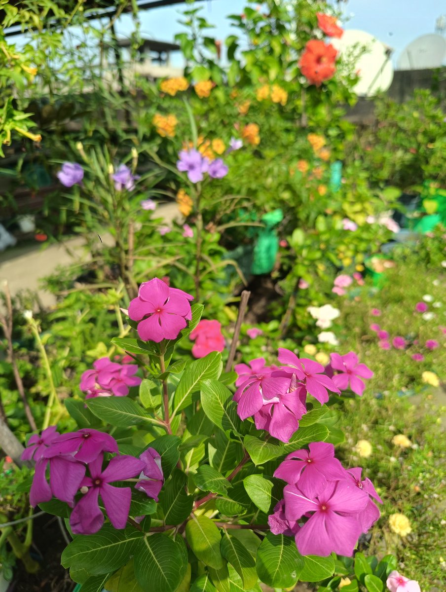 Good night 
Today's bloom
#photograph
