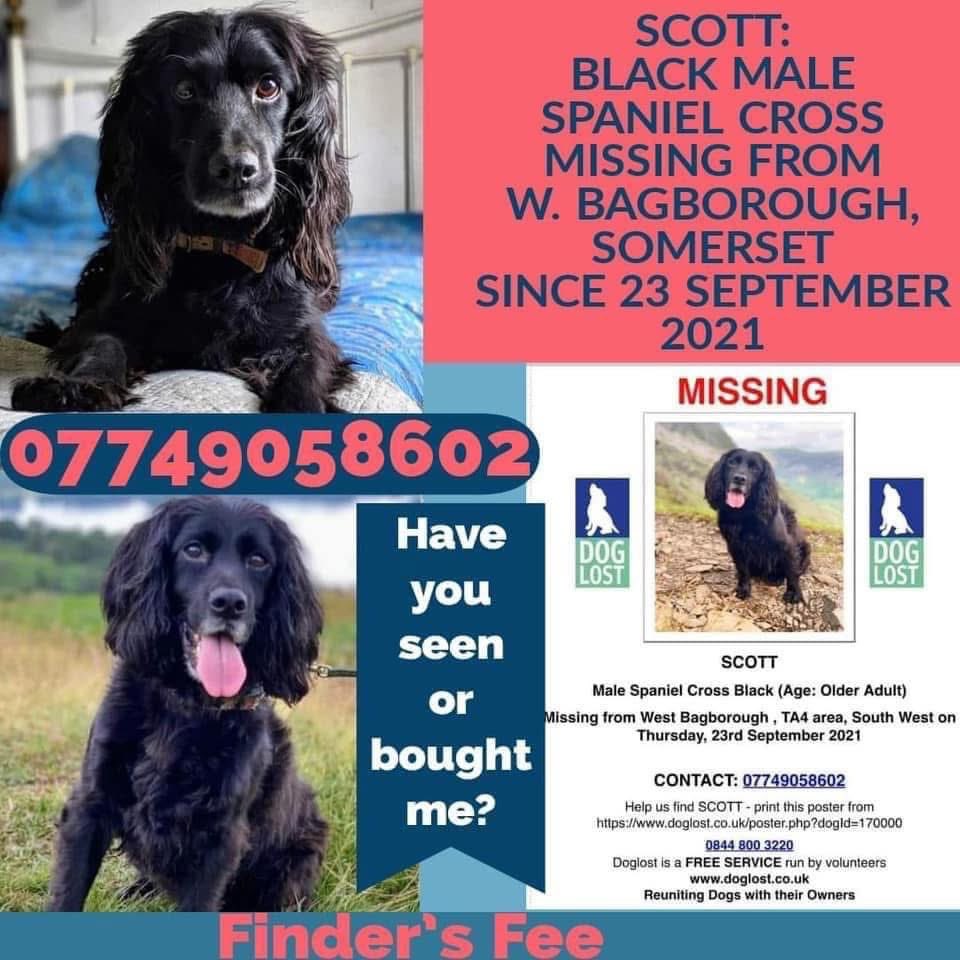 rosieDoc2's tweet image. #SpanielHour
#Longtimemissing
SCOTT was rehomed to his lovely family having served his time as a sniffer dog
HIS FAMILY RECEIVED HOAX CALLS, laughing down phone because he wasnt home SO NASTY AND CRUEL
23/9/21 #Somerset male black #Spaniel cross
doglost.co.uk/dog/170000