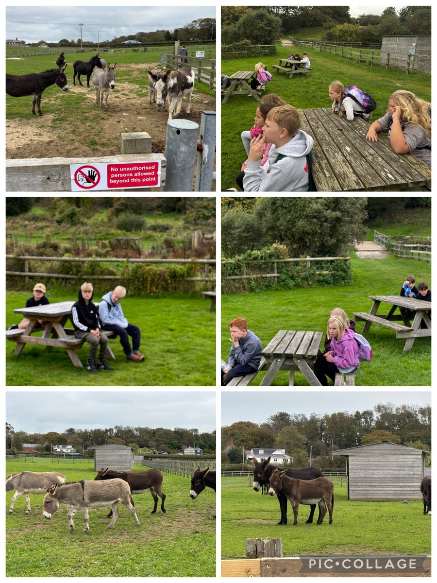 Fun with the donkeys! #IOW2025