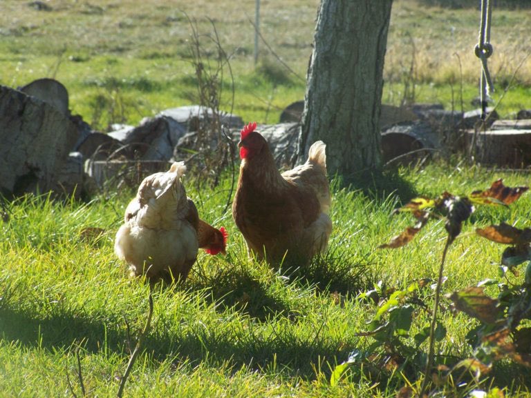Markmaycott2's tweet image. Free Range Humans - Free to Roam Humans - Battery Humans.