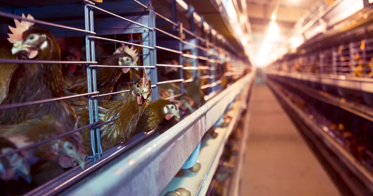 Markmaycott2's tweet image. Free Range Humans - Free to Roam Humans - Battery Humans.