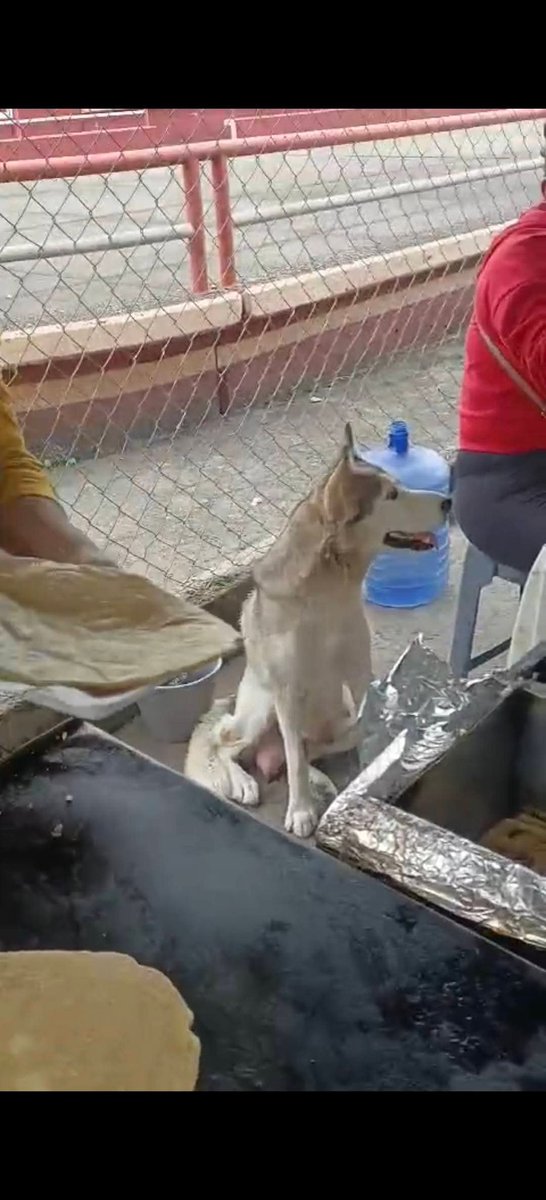 AYUDEMOS 🙏
Rescatar se ha vuelto sumamente complicado.Ya casi nadie ayuda, no comparten, no adoptan, no donan.Muchos animales sufriendo en las calles, maltratados, atropellados, enfermos. Nos reportan a esta pequeña en situación de calle.
Si COOPERAN VAMOS POR ELLA 

🙏🥹