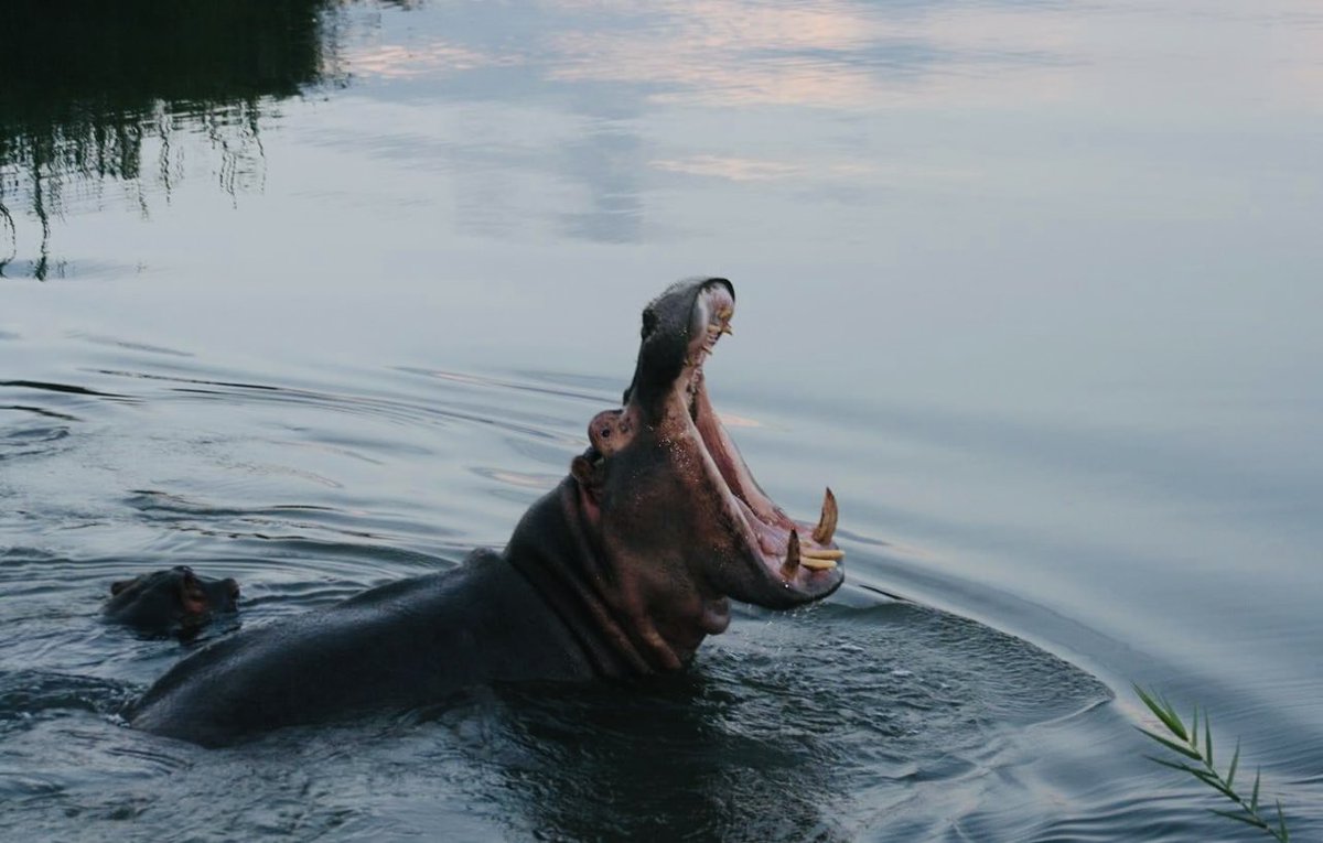 After hearing what Gen Mkhwanazi had to say about some top Judges in Parliament today.😂😂😂
#GeneralMkhwanazi 
#ParliamentAdhoc