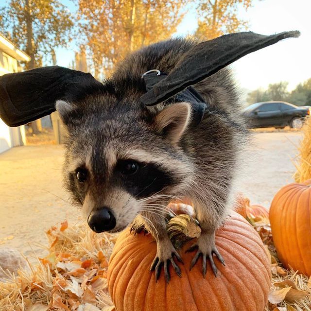 Why you should have a Raccoon (@shouldhaveracc) on Twitter photo 