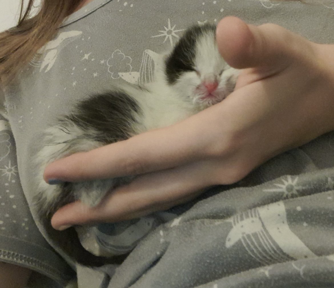 El otro día mi bebé cumplió 4 años 💖 en que momento ha pasado tanto tiempo, hace nada te rescaté siendo así. Qué difícil y bonito fue sacarte adelante, lo haría las veces que hiciera falta con tal de tenerte a mi lado. Gracias por salvarme la vida, mi rayo de sol 🌅