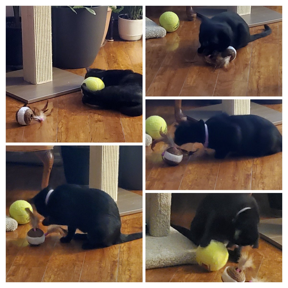 ๐ฆElayne (@layneern17) on Twitter photo This precious little soul is learning to play, because she's never known how to, having lived just to survive๐ฅบBut she's slowly & happily learning how, now that she's safe, at peace & free to play! Wells up my heart!๐๐
#MissEbony
#FromFeralToPrincess ๐พโจ๏ธ๐โโฌ๏ธ๐ธโจ๏ธ๐พ๐ฅฐ This precious little soul is learning to play, because she's never known how to, having lived just to survive๐ฅบBut she's slowly & happily learning how, now that she's safe, at peace & free to play! Wells up my heart!๐๐
#MissEbony
#FromFeralToPrincess ๐พโจ๏ธ๐โโฌ๏ธ๐ธโจ๏ธ๐พ๐ฅฐ