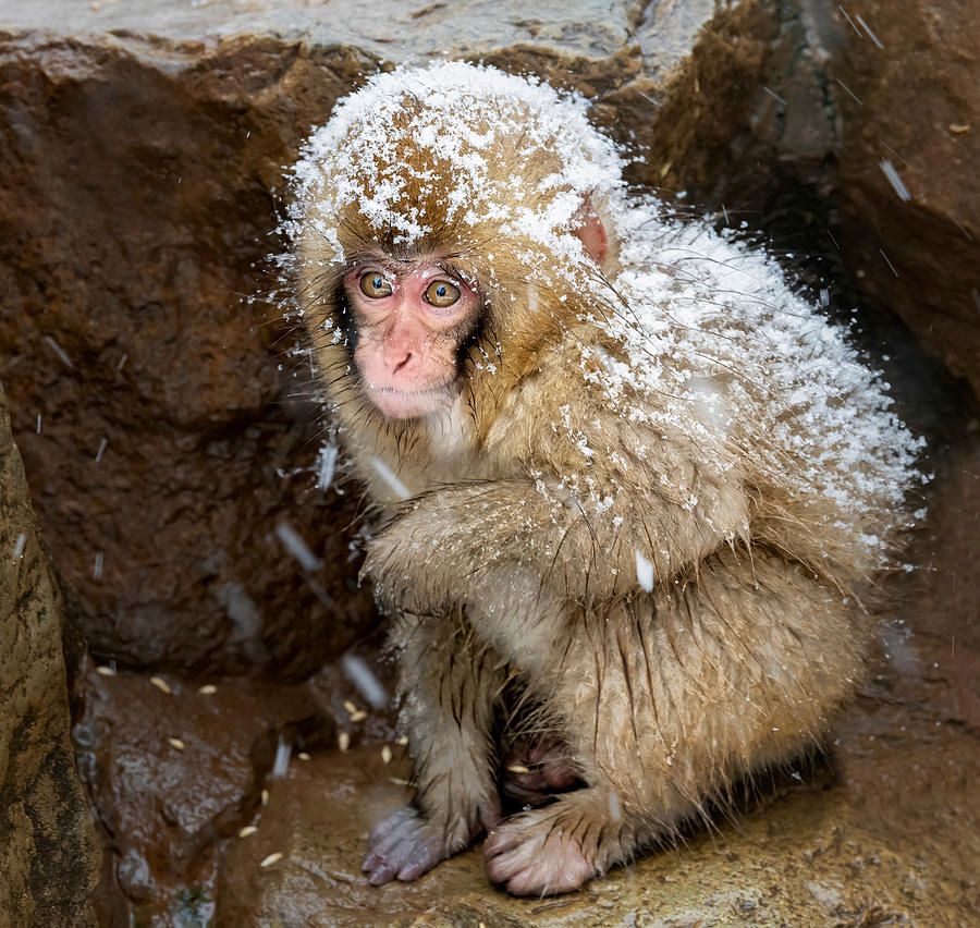 joancarroll's tweet image. Japanese Snow Monkey IIi buff.ly/2T97HFA #monkey #monkeys #snowmonkey #wildlife #animals #wildlifephotography #japan #japanese @joancarroll
