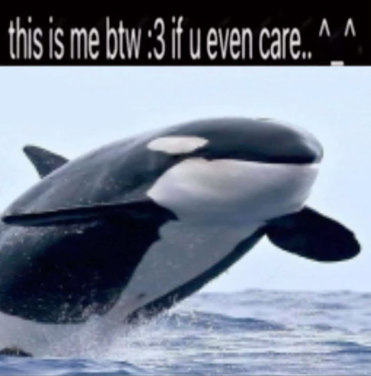 Plaguis ★ (@bautistamaroa) on Twitter photo 