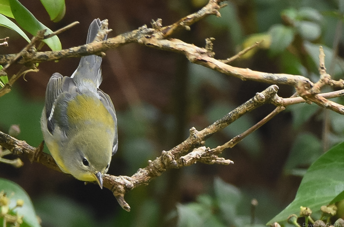 DavidMcGrath42's tweet photo. Few more pics of the #Northern #Parula #WestCork
8/10/25 https://t.co/spO5xS5Afn