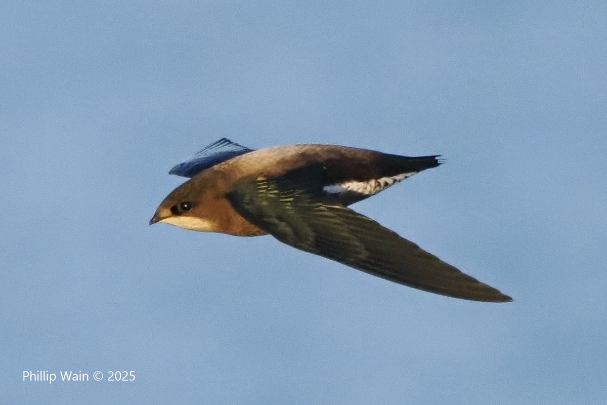 Phillip Wain tweet media