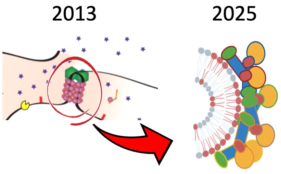 712North's tweet photo. Delighted to see experimental confirmation of our OPA1 model after 13 years!

Researchers showed last week that OPA1 can shape cardiolipin-rich membranes, something we proposed over a decade ago. https://t.co/FGg8bGbWIF

Keep up @altos_labs @EPFL_en @CUBoulder @nyuniversity! https://t.co/je9Pbx0sxm