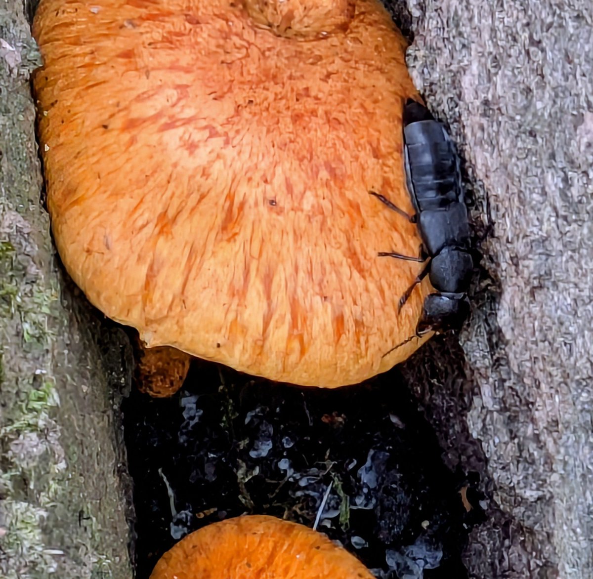 #WildwebWednesday Devil's Coach-horse (Octopus opens) sheltering amongst Spectacular Rustgills (Gymnopilus junonius). When alarmed, this beetle raises its tail rather like a scorpion.