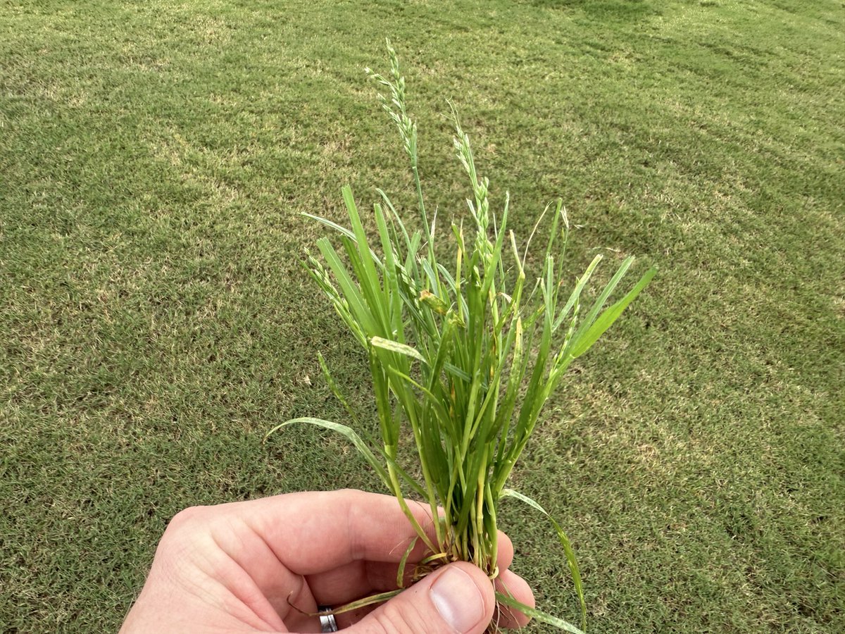 Poa already throwing up seedheads in upstate SC. Well past any “reach back” that some PRE’s can offer. Temperatures are still great for some great POST activity this fall with Tribute.