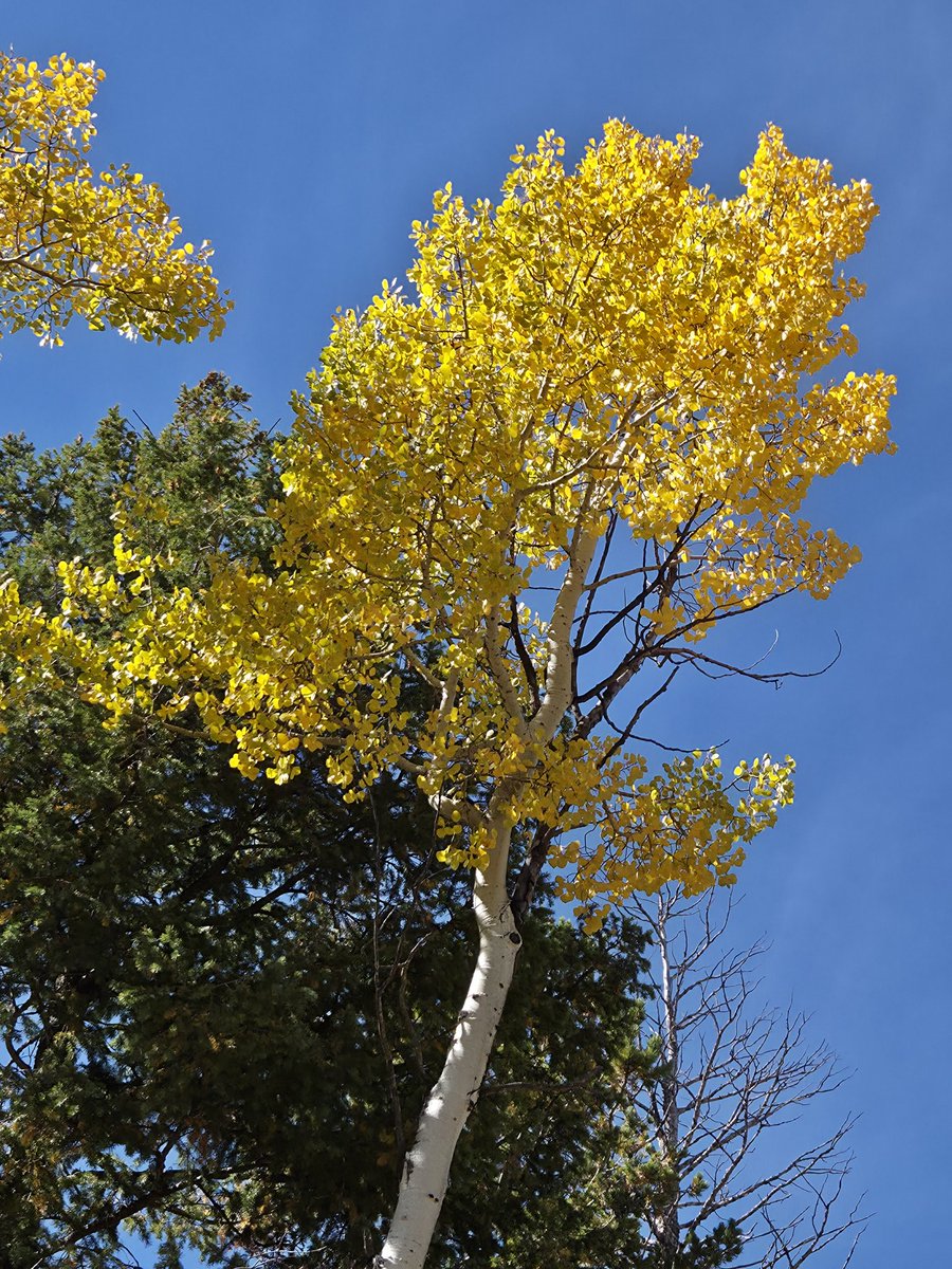 A View from the Trail...🌲👣🌲

#❤️☮️🌐👣✌️ 
#TrailRunning ❤️👣❤️
#Mountains ☁️🏔☁️
#Colorado 🌲🗺🌲
#PeaceOut 💚✌️💙

As Always...HugTrees ☮️🌲☮️