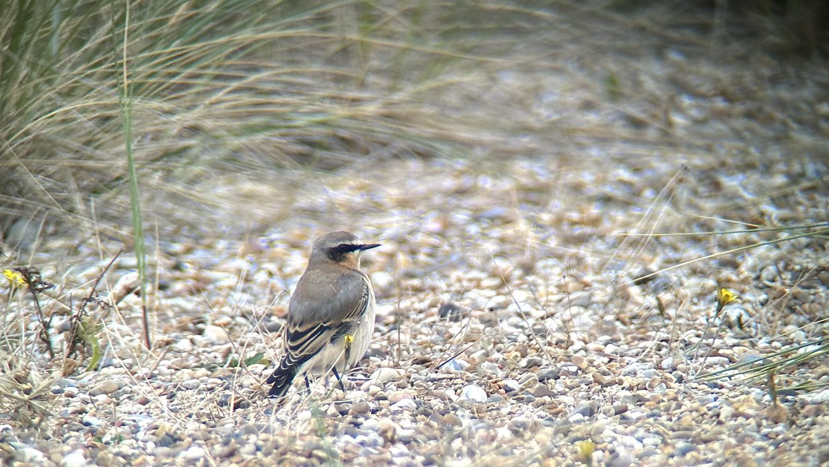 Wheatear this morning at Kessingland shore pools.