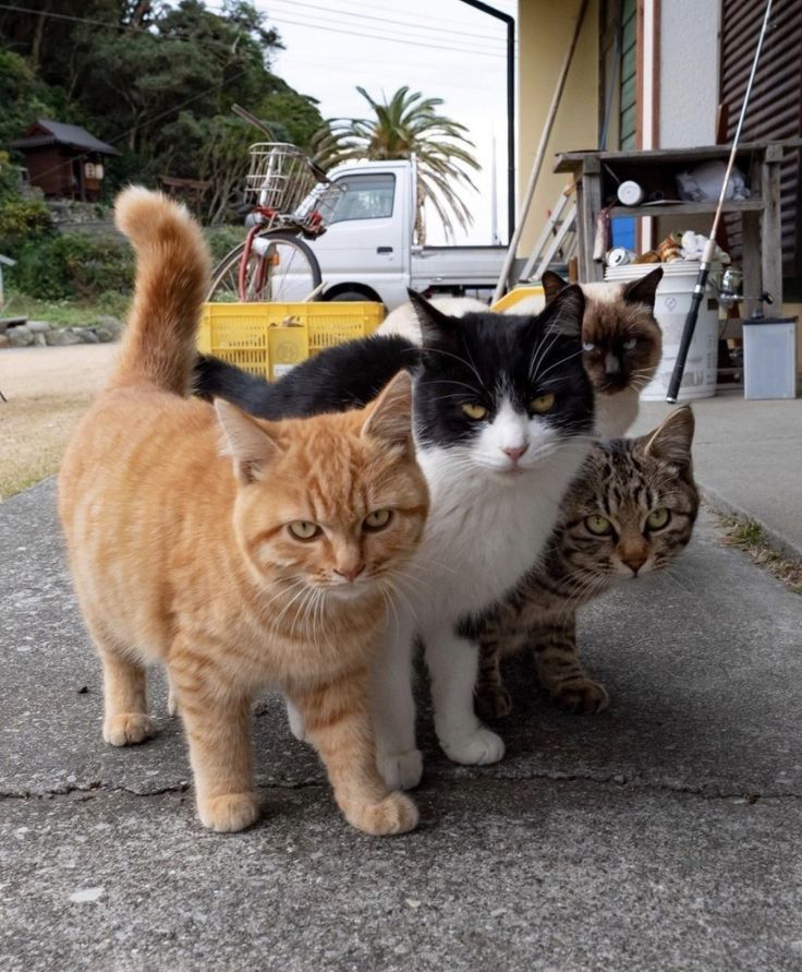 Why you should have a cat tweet media