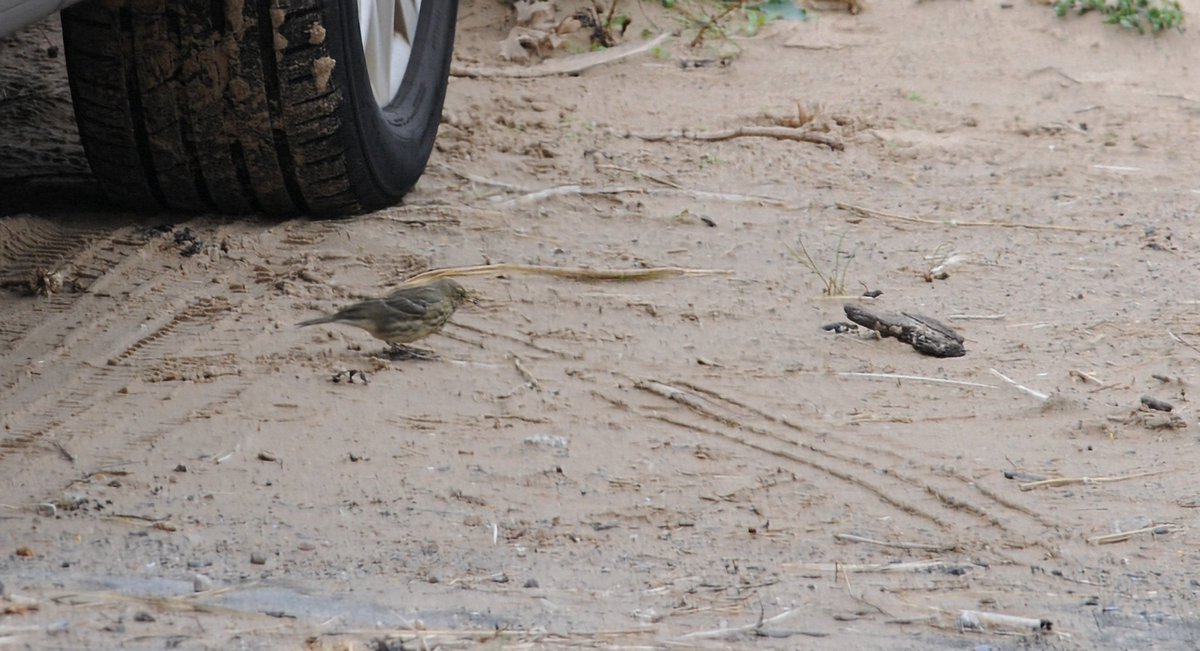 Redshanks and turnstones ,rock pipit in the Marine lake car park .West Kirby.
