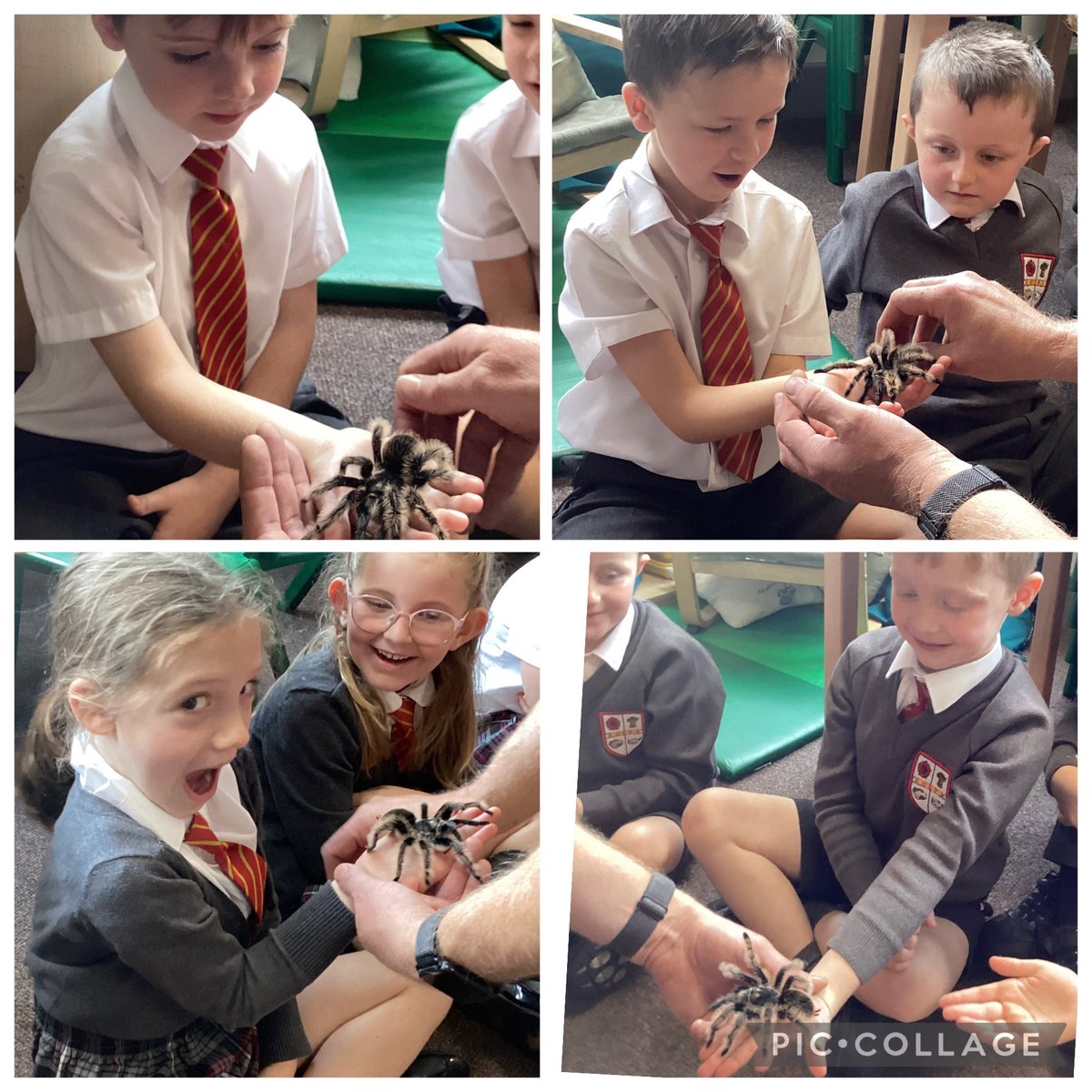MapleTree_GSP's tweet image. What an amazing visit from Dylan the Reptile Man today! We met Sparky the lizard, Colin the snake, Dave the tortoise, Jabba the frog, Rosie the tarantula and one other very special guest! We learnt lots of amazing animal facts too! #greatsankeyscience