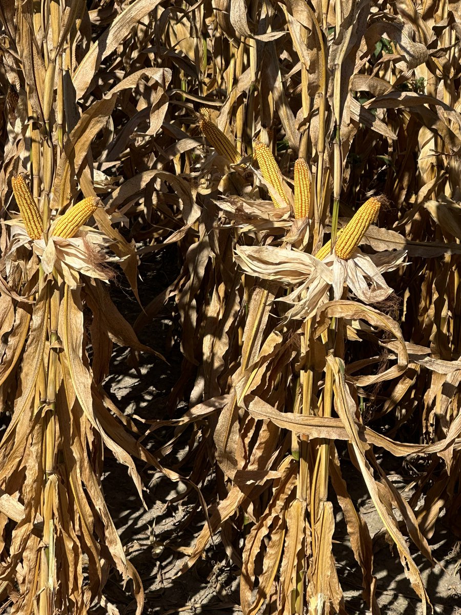 Bodie Kitchel tweet media