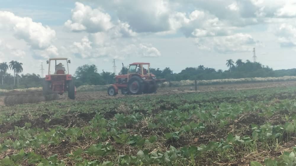 DrRobertoMOjeda's tweet image. Esta tarde recorrimos áreas de la UBPC Argelio Calderón, ubicada en tierras del spirituano #Jatibonico.
Allí vimos como se diversifican producciones y se trabaja intensamente para cumplir con los compromisos referidos a la siembra de caña. #DePieYCombatiendo