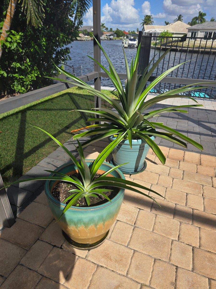 data_republican's tweet photo. These are my three pineapple plants this year. All were started from one original pineapple that I bought at Aldi's. None have fruit yet, and one is being rooted in water which I have not done before. The original plant is HUGE. Florida is a great place for growing stuff for people like me who have never been successful. Next time I post about this, I'll hopefully have an actual pineapple to brag about. The first one was delicious!