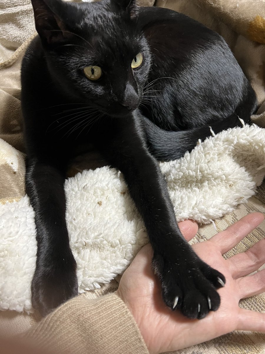katzenbruder's tweet photo. @BootsBinx Hi Boots!! I am Luke. Look at mine big paws, too!!🐈‍⬛ https://t.co/hHS5qPGEnt