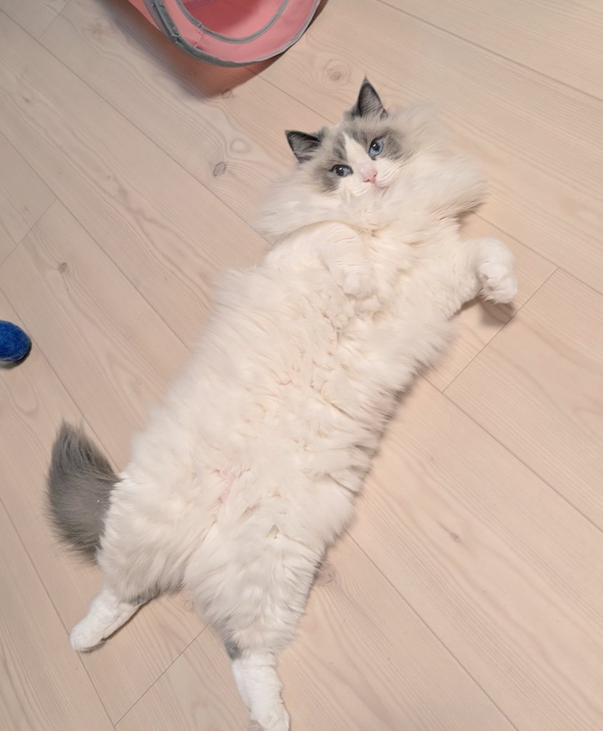 ใใฃใใ๐ผใฉใฐใใผใซ (@ragdoll_love2) on Twitter photo ใใฆใฆใๅฏๆใโช ใใฆใฆใๅฏๆใโช