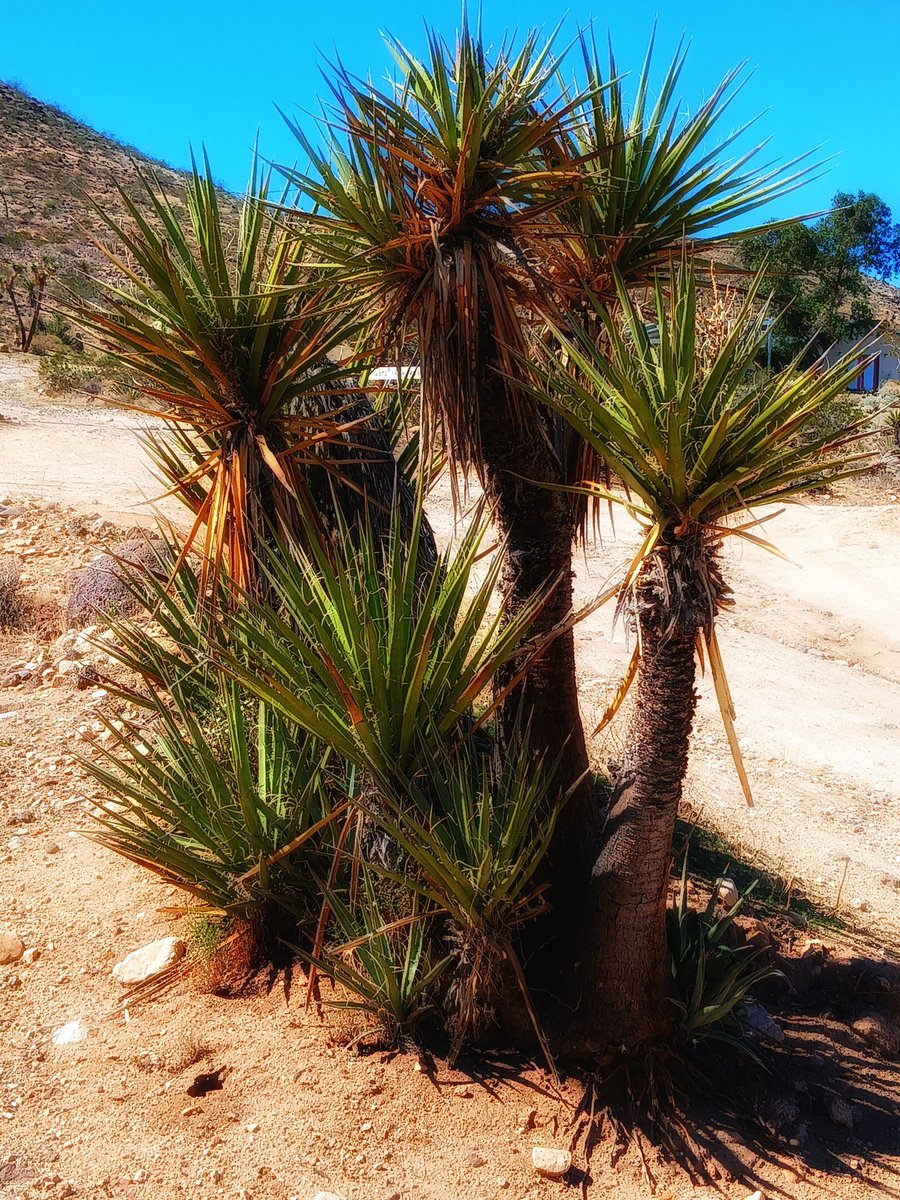Natural beauty! Enjoying the simple things. #desertliving #appreciatelife #art