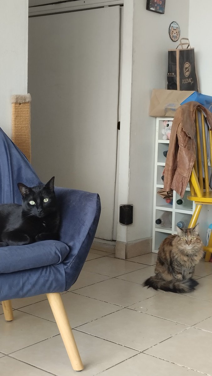 VersionFlow's tweet image. Aquí les presento en sociedad a #MiMascotaRata somos 2 y queremos ganar! 👏🏻🙏🏻❤️🐈⬛