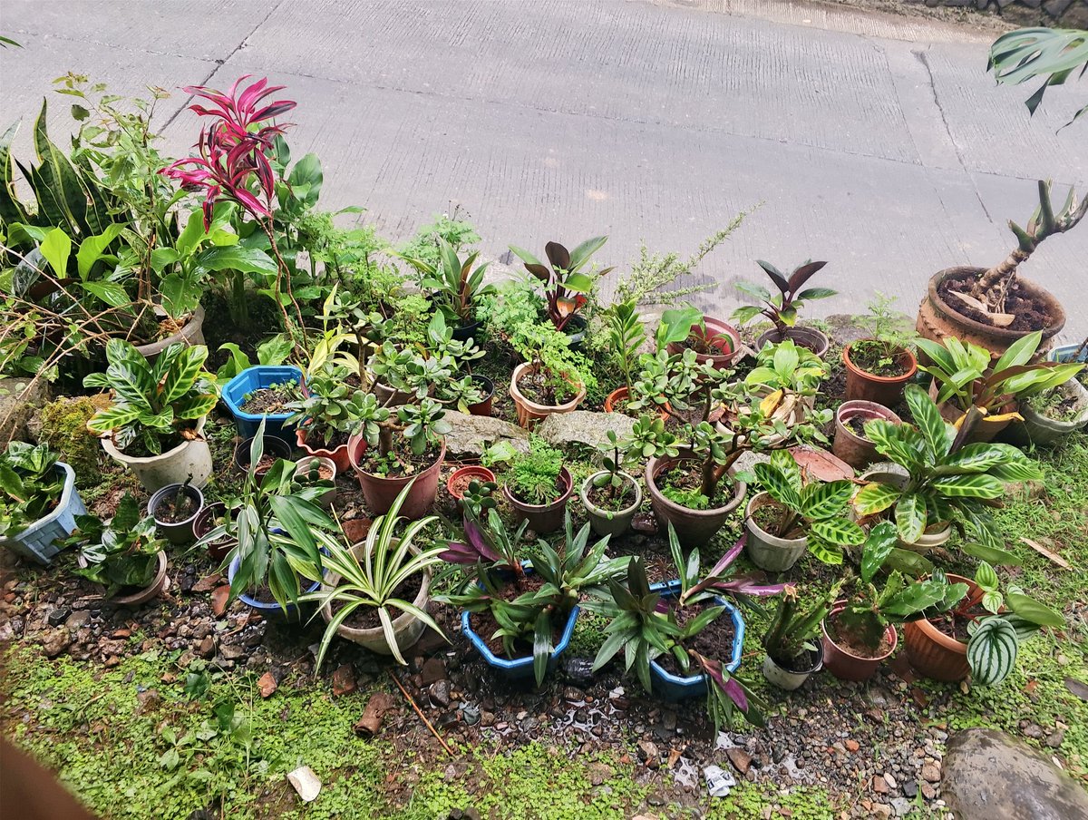 MrGray0915's tweet photo. Good morning mga paps😊😊😊plantito Muna Tayo Umaga bago pumasok Ng trabaho♥️♥️♥️🌵🌵🪴🪴

#plantito
#alterbaguio https://t.co/j7jsrRIapg